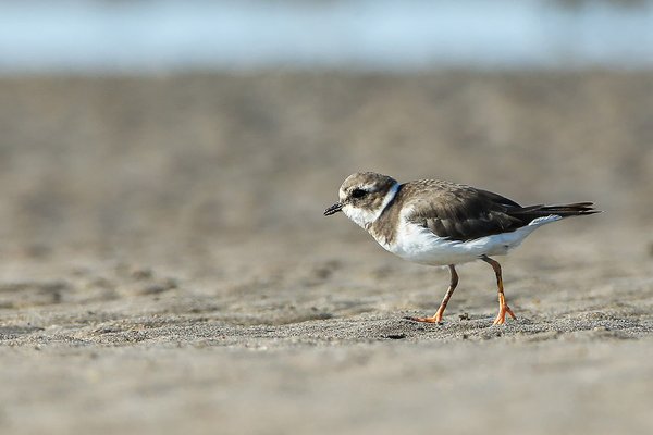흰죽지꼬마물떼새